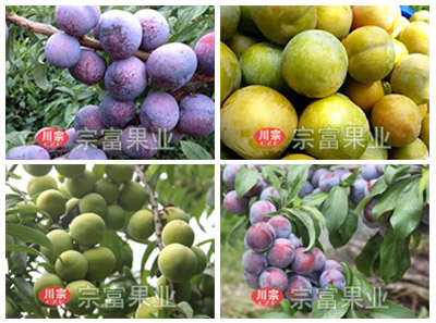 蜂糖李苗2800株由云南省石林县武总购买