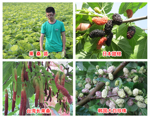 果桑幼龄树的管理