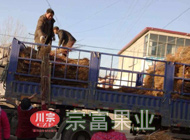 探春桃苗160000株由贵州贵阳李总购买