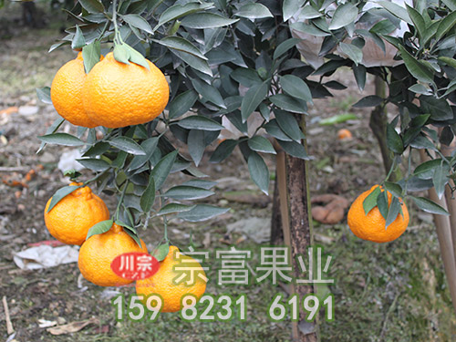 不知火杂柑苗