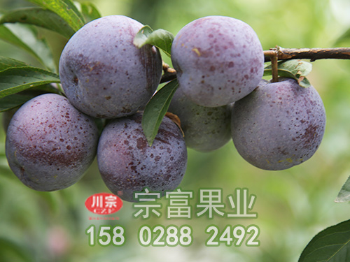 脆红李苗