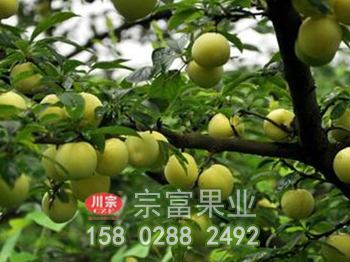 蜂糖李苗