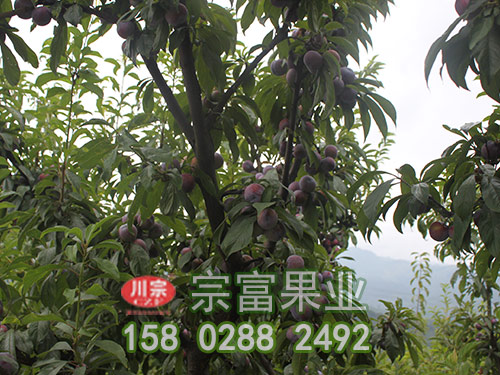脆红李苗