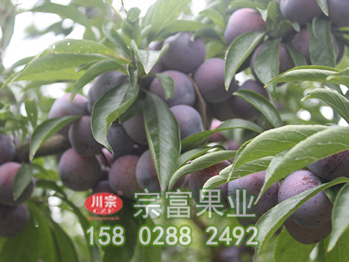 脆红李苗