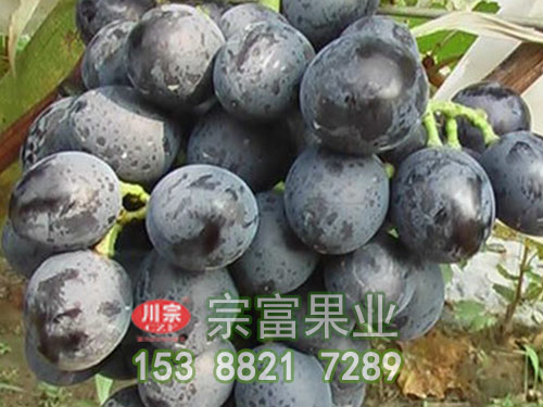 摩尔多瓦葡萄苗 摩尔多瓦葡萄苗