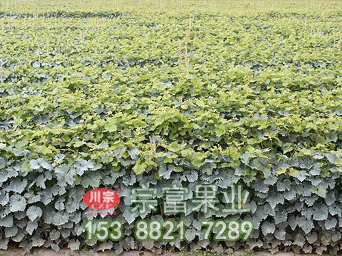 葡萄苗