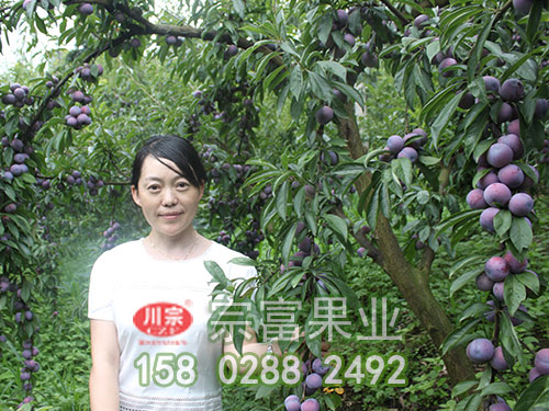 脆红李苗 脆红李苗