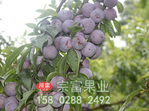脆红李苗