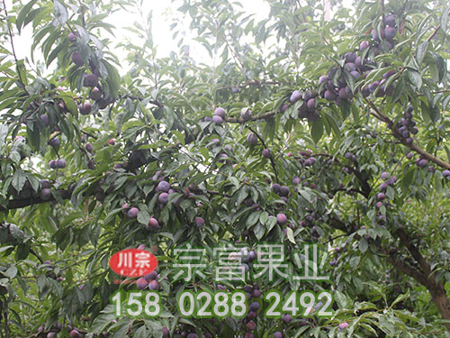 脆红李苗