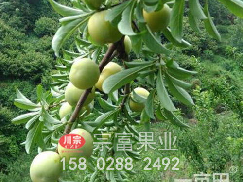 蜂糖李苗