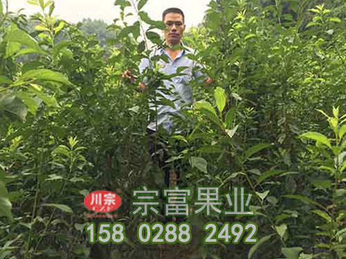 冰脆李苗