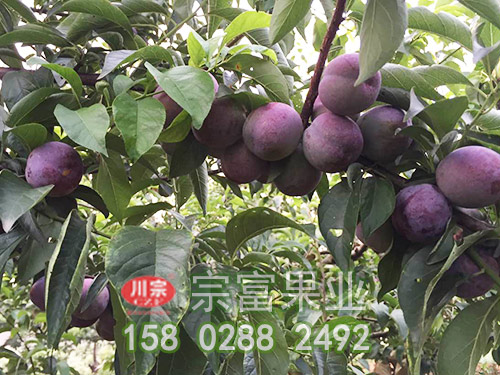 五月脆李苗