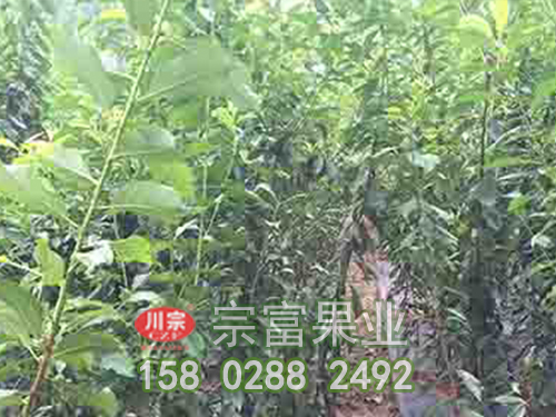 冰脆李苗