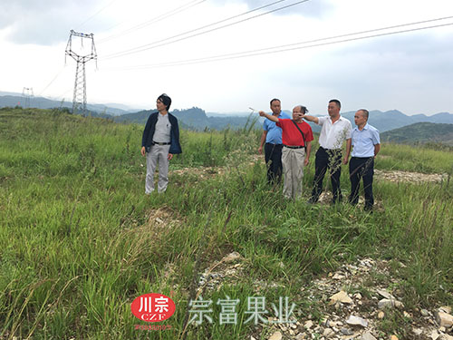 “宗富果业”裴总为贵州荒山规划果园