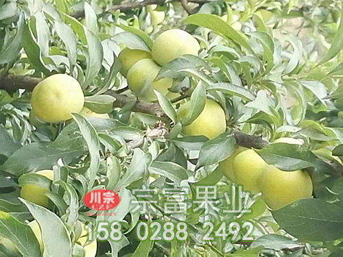 蜂糖李苗
