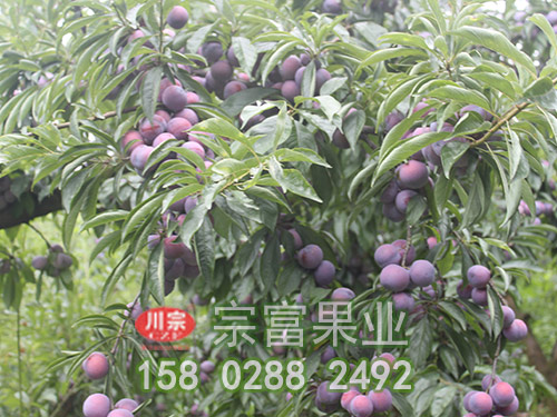 脆红李苗