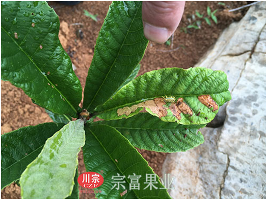 枇杷虫害