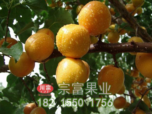 凯特杏子