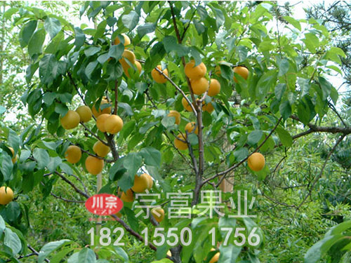 凯特杏子