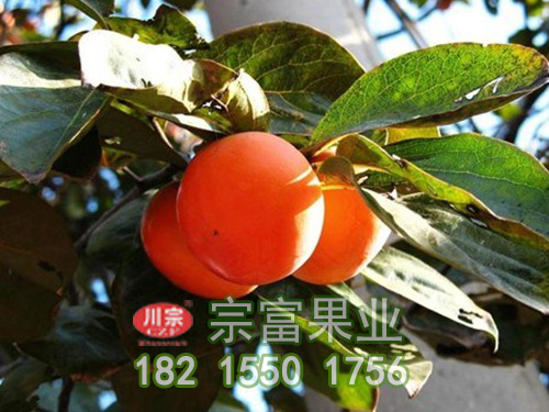 十月红柿子图片