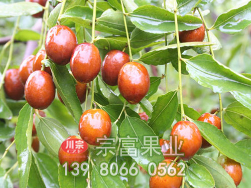 金丝枣子