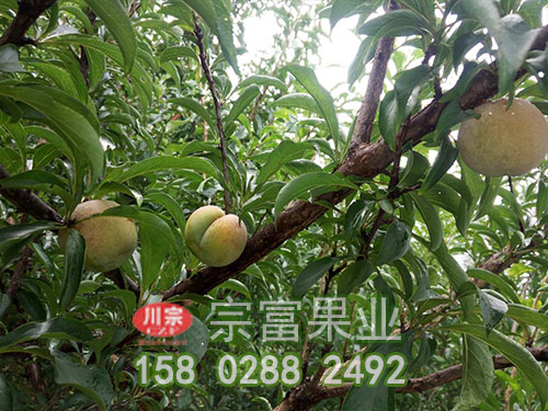 蜂糖李苗