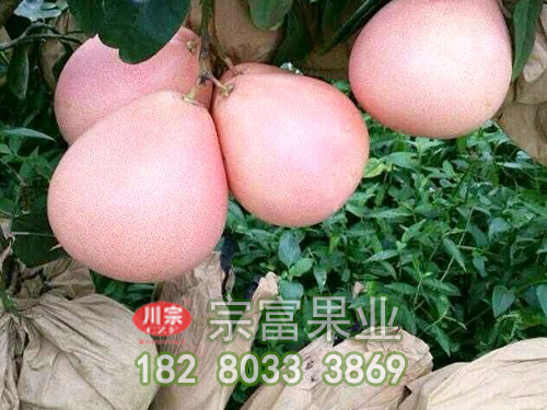 三红蜜柚