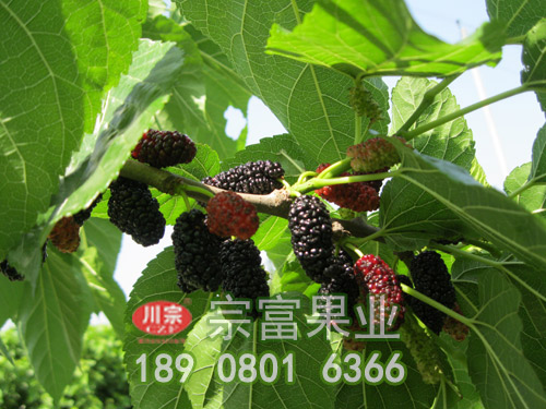 无籽大十果桑