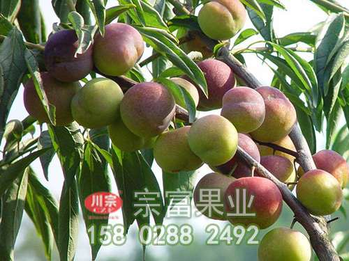 李子苗果