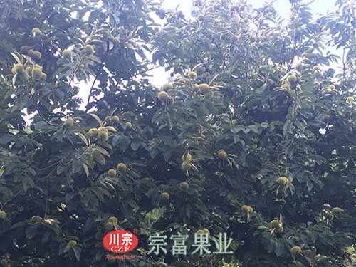 板栗树苗