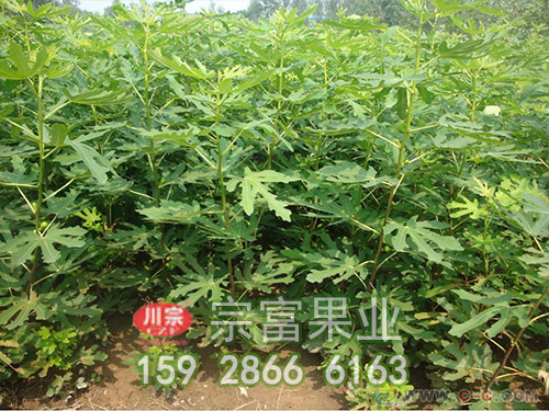 波姬红无花果苗
