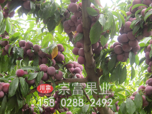 脆红李