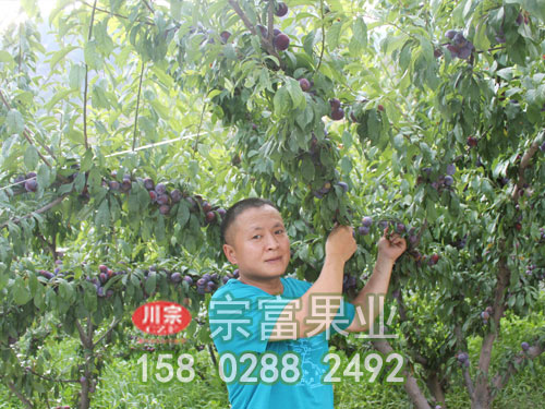 脆红李