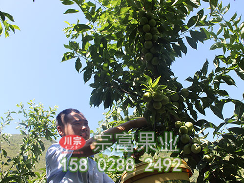青脆李