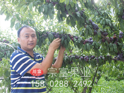 脆红李
