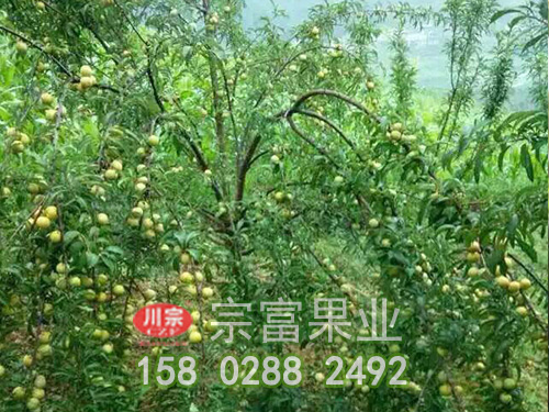 蜂糖李