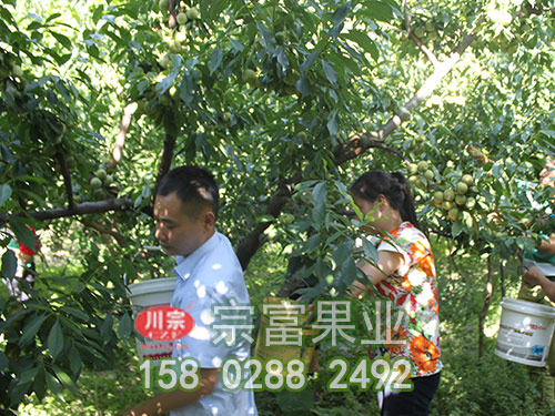 青脆李
