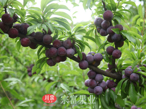 脆红李