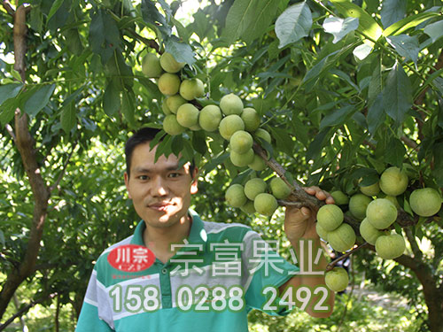 李子苗