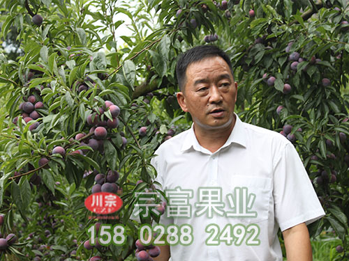 新品种李子苗