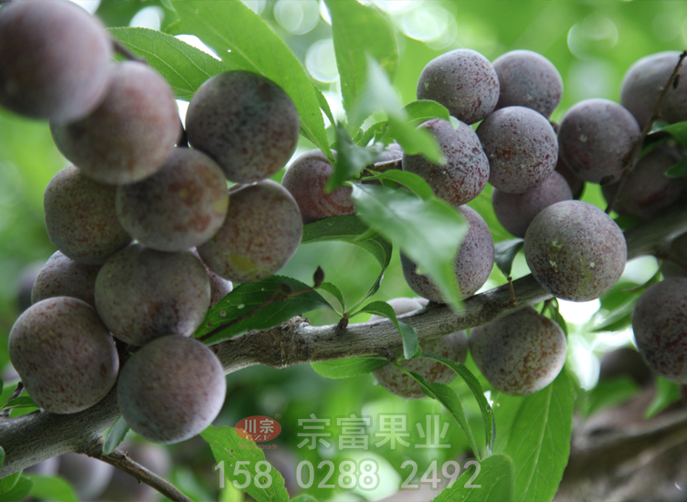 脆红李 脆红李