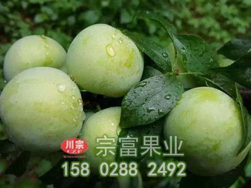 青脆李子树苗的土肥水病虫管理