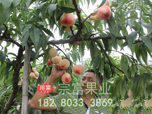 盆栽李树苗与地栽李树苗区别
