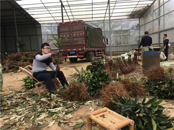 种植李树苗前景越来越好！！！村民们大量抢购 现场图