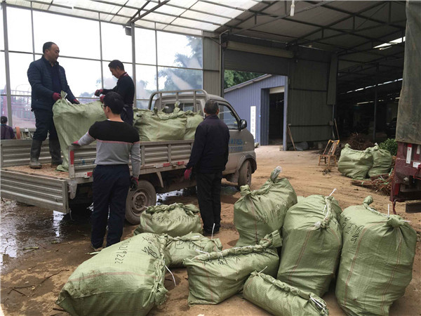 种植李树苗前景越来越好！！！村民们大量抢购 现场图