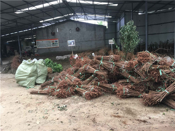 种植李树苗前景越来越好！！！村民们大量抢购 现场图