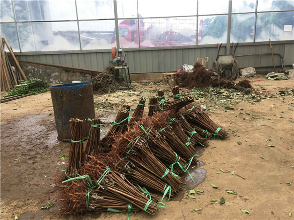 种植李树苗前景越来越好！！！村民们大量抢购 现场图