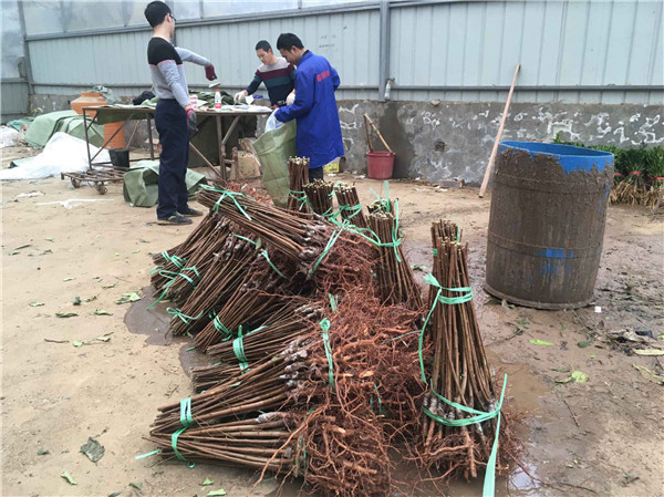 种植李树苗前景越来越好！！！村民们大量抢购 现场图
