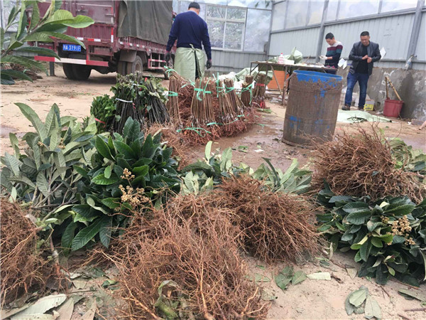 种植李树苗前景越来越好！！！村民们大量抢购 现场图