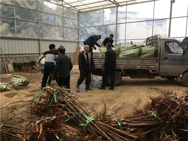 种植李树苗前景越来越好！！！村民们大量抢购 现场图